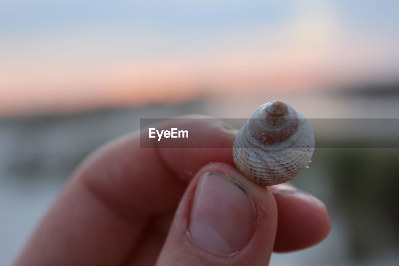 CLOSE-UP OF HAND HOLDING SEASHELL ON BEACH