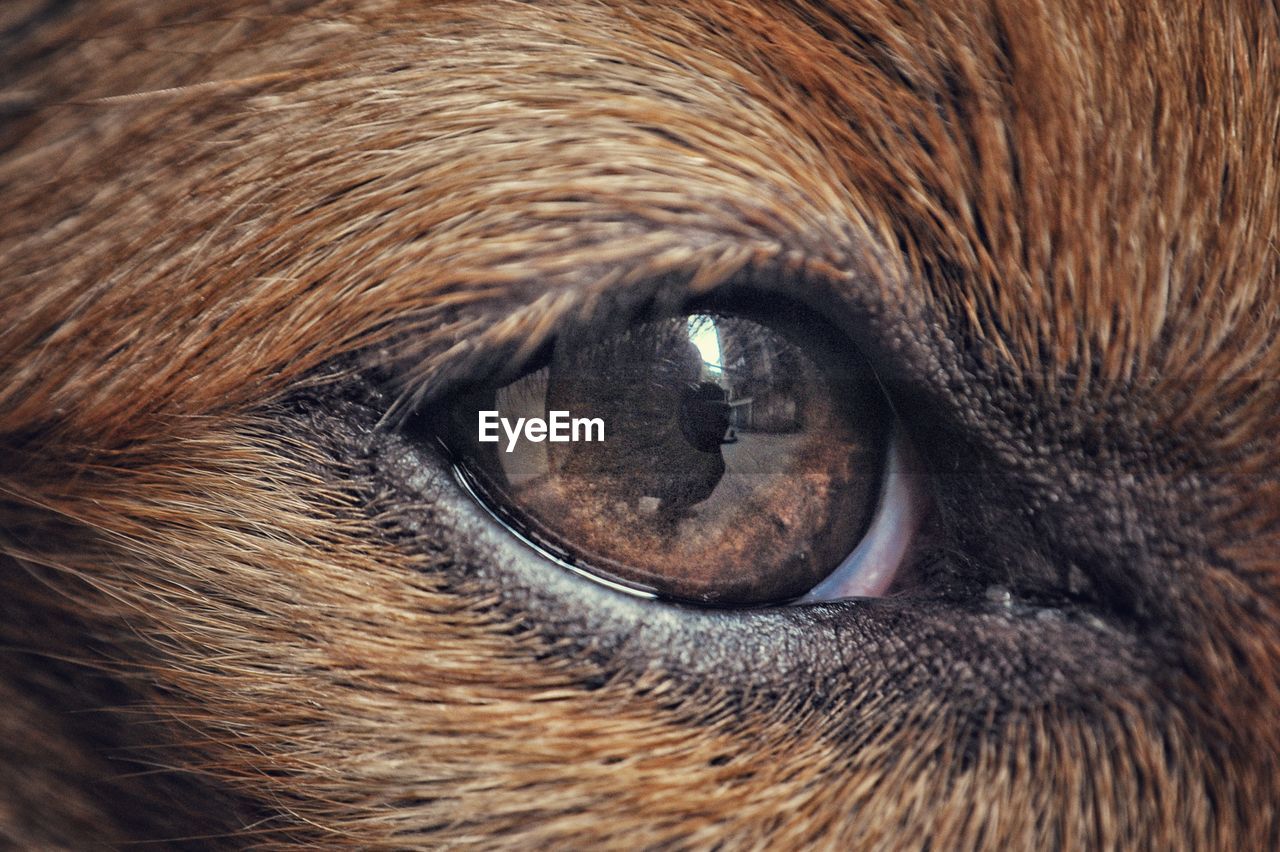 PORTRAIT OF DOG EYE