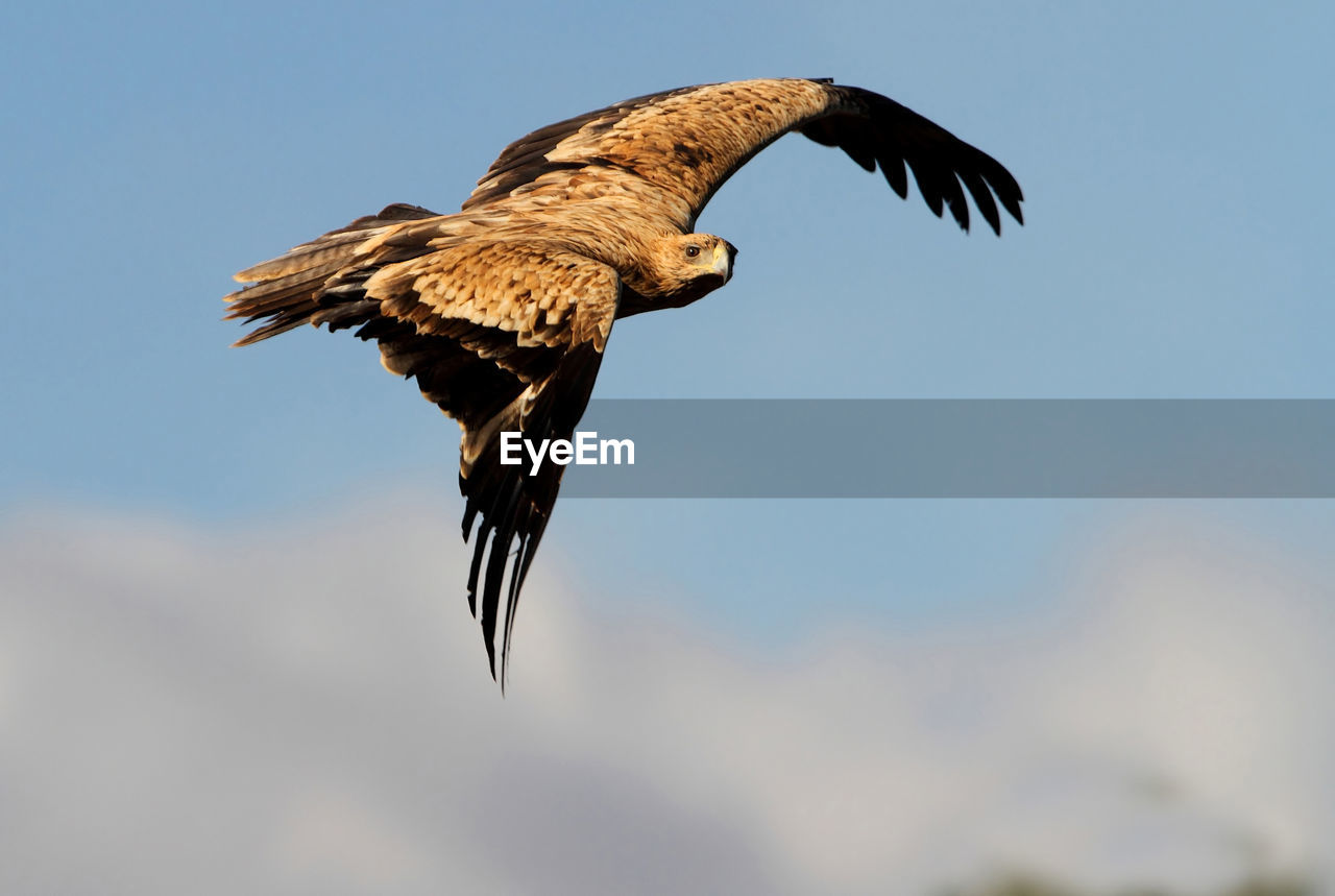 LOW ANGLE VIEW OF BIRD FLYING IN SKY