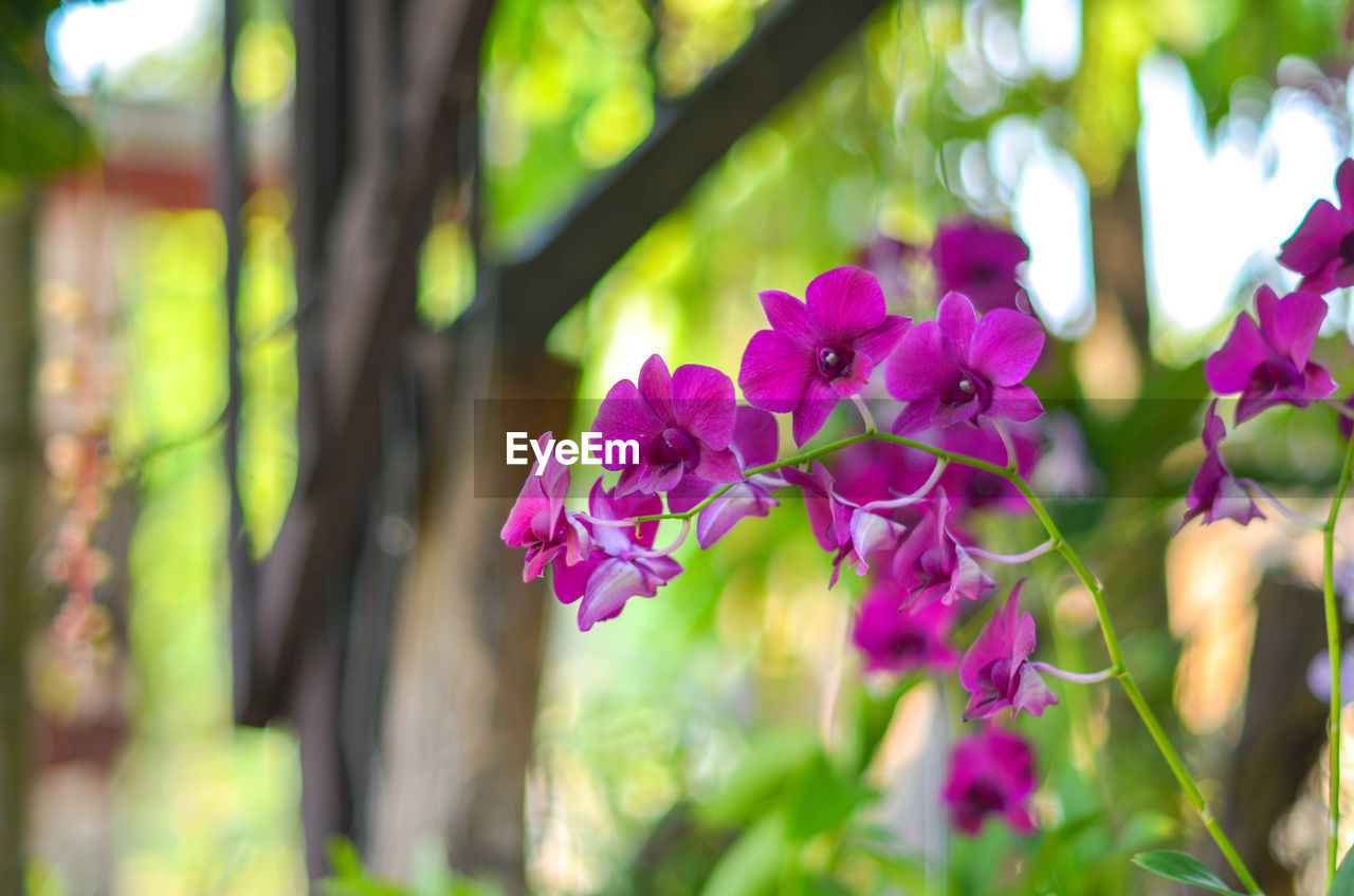 Close-up of pink flowers