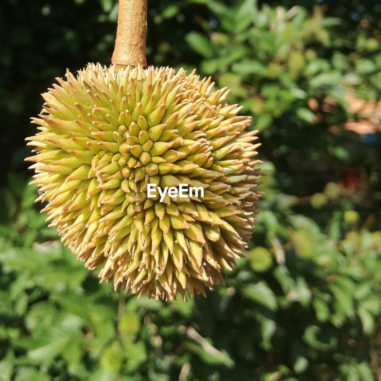 CLOSE-UP OF FLOWER GROWING ON PLANT