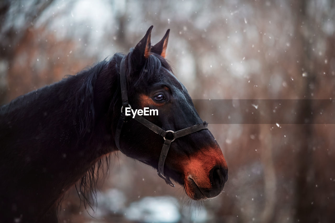 horse, animal, animal themes, mammal, domestic animals, stallion, mane, one animal, winter, animal wildlife, pet, livestock, mustang horse, close-up, nature, snow, mare, focus on foreground, snowing, outdoors, animal body part, no people, cold temperature, halter, brown, black, land, day
