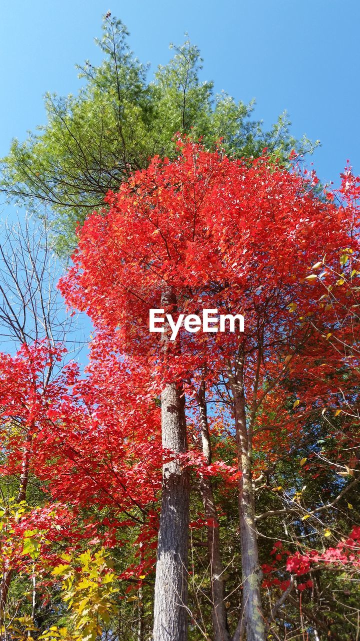 LOW ANGLE VIEW OF TREES AGAINST RED AUTUMN