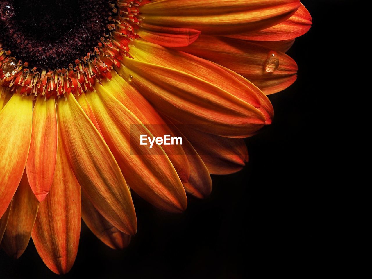 Close-up of orange gerbera flower against black background