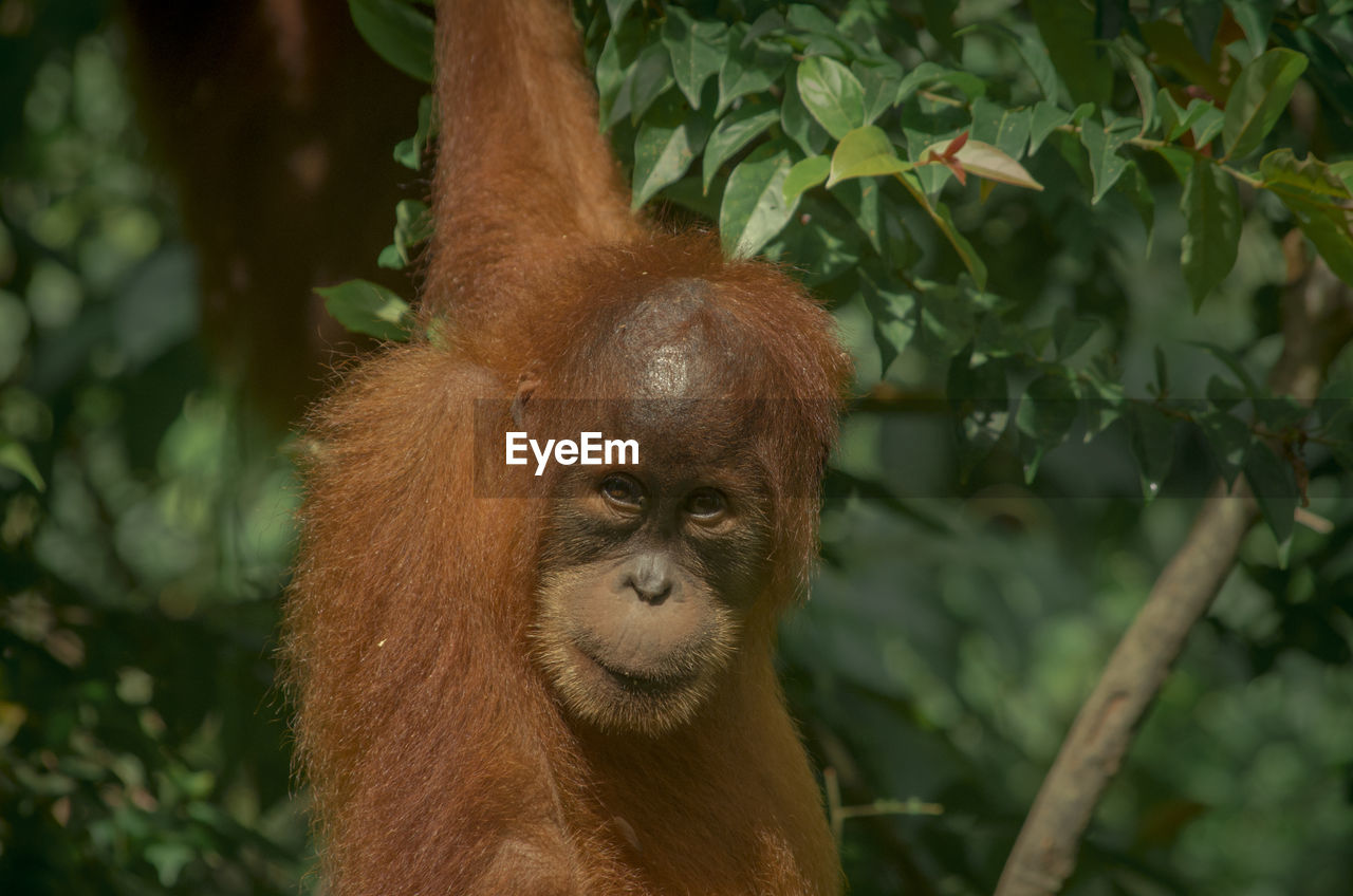 Wild orangutan in the jungle, sumatra, bukit lawang