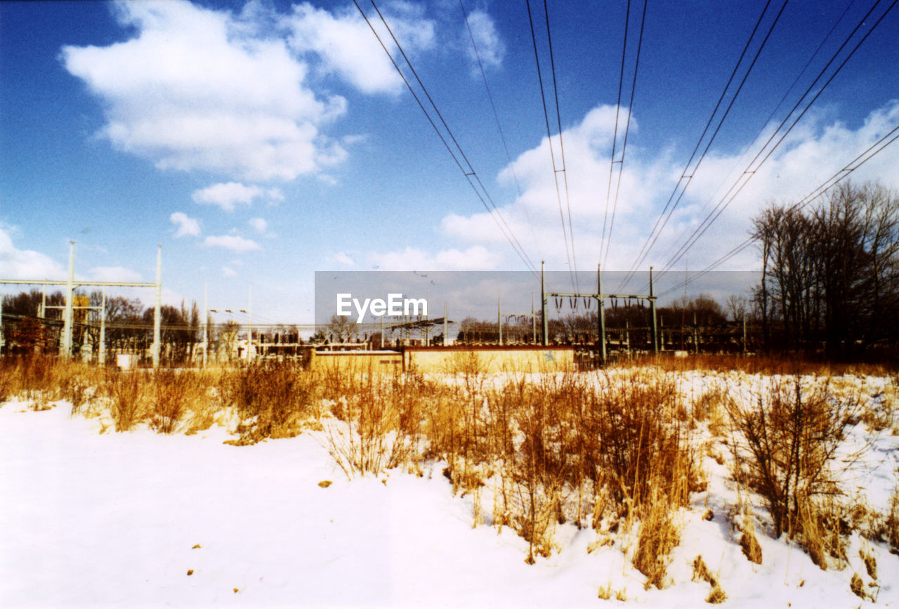 TREES ON FIELD IN WINTER