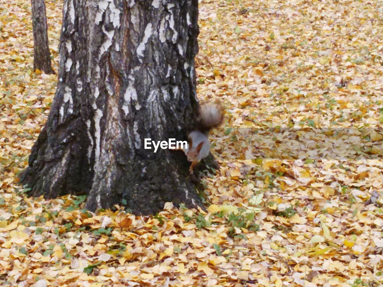 VIEW OF TREE TRUNK