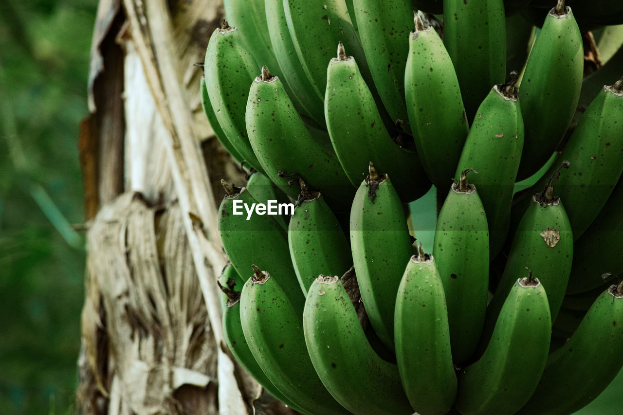 Plant of banana