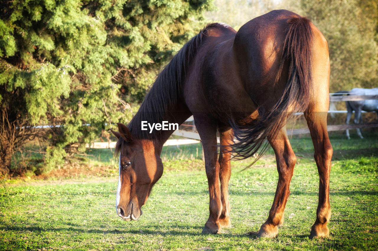 Horse grazing in a field