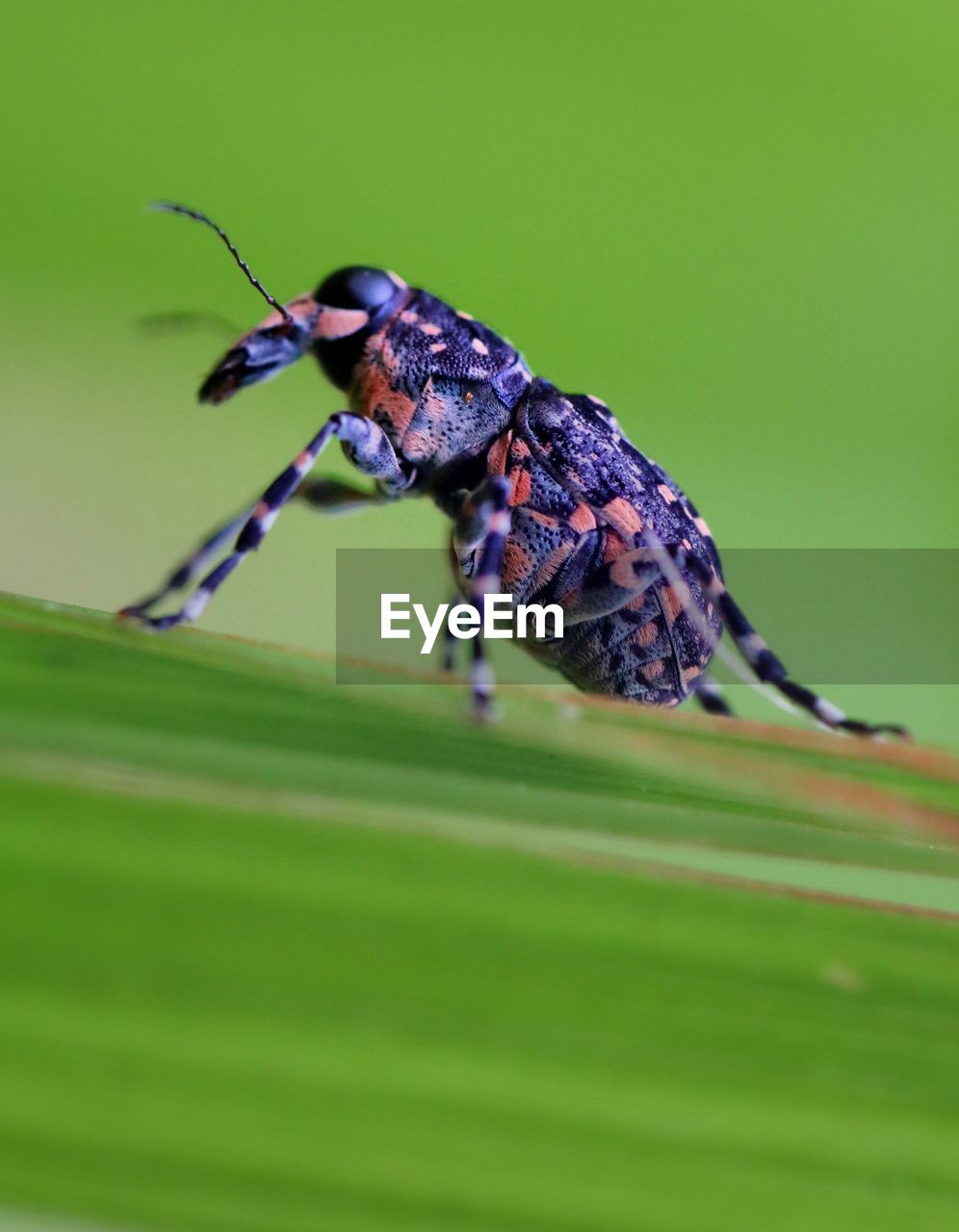 animal themes, animal, animal wildlife, insect, one animal, wildlife, close-up, nature, macro photography, macro, green, no people, plant, beauty in nature, animal body part, beetle, outdoors, animal wing, selective focus, full length, magnification, focus on foreground, plant part, side view