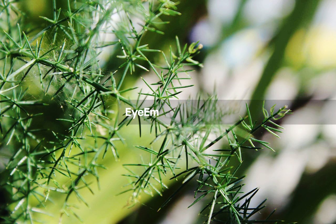 CLOSE-UP OF PLANT GROWING OUTDOORS