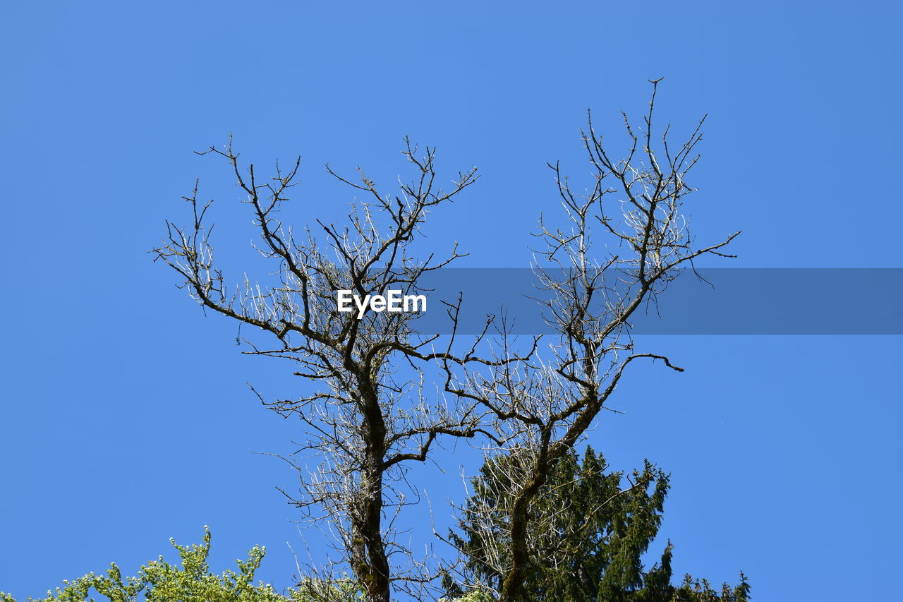 LOW ANGLE VIEW OF TREE AGAINST CLEAR BLUE SKY