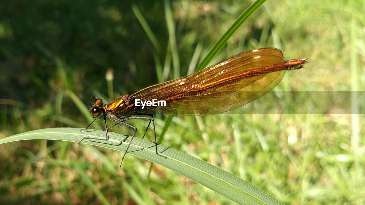 CLOSE-UP OF DAMSELFLY ON GRASS