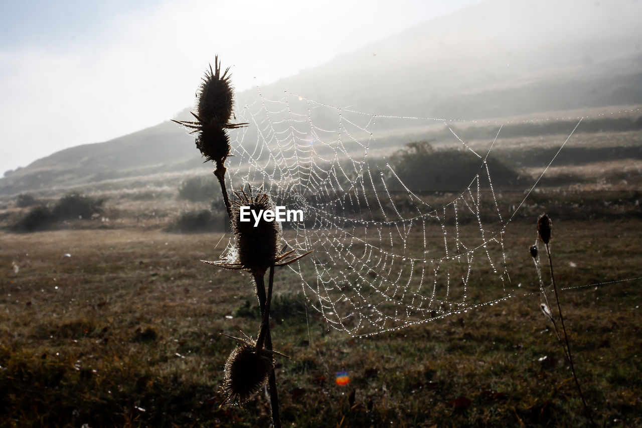 Close-up of spider web on field against sky