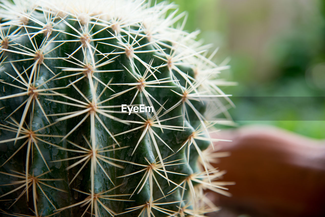 Extreme close-up of cactus