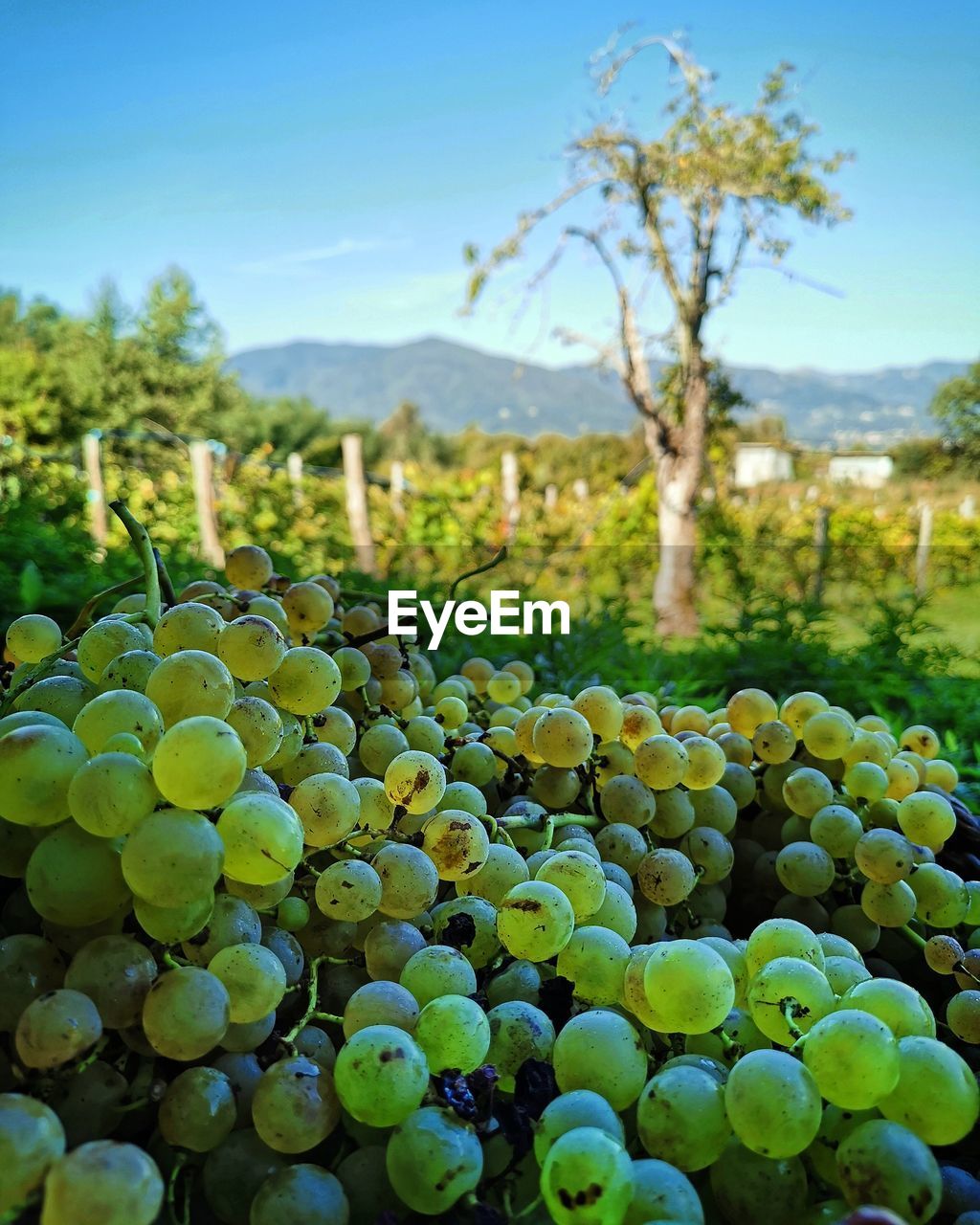 VIEW OF GRAPES GROWING ON FIELD