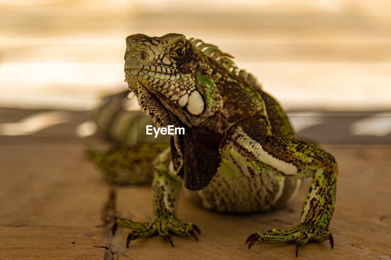 Close-up of lizard on wood