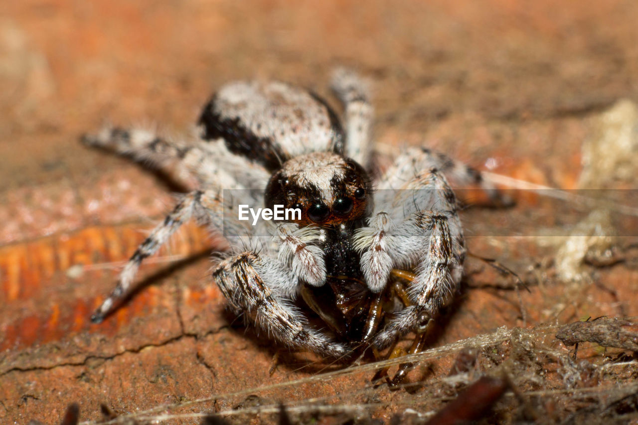 Close-up of spider