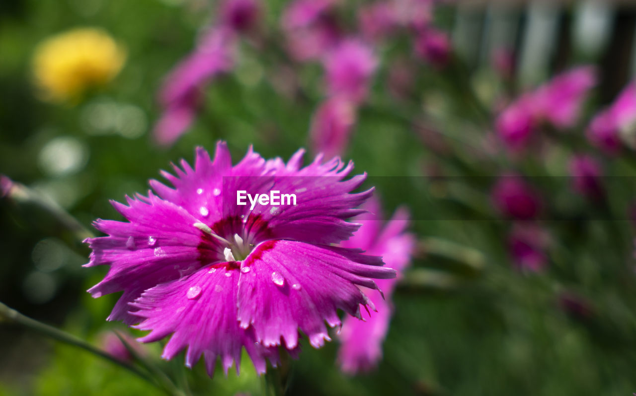 CLOSE-UP OF PINK FLOWER AGAINST BLURRED BACKGROUND