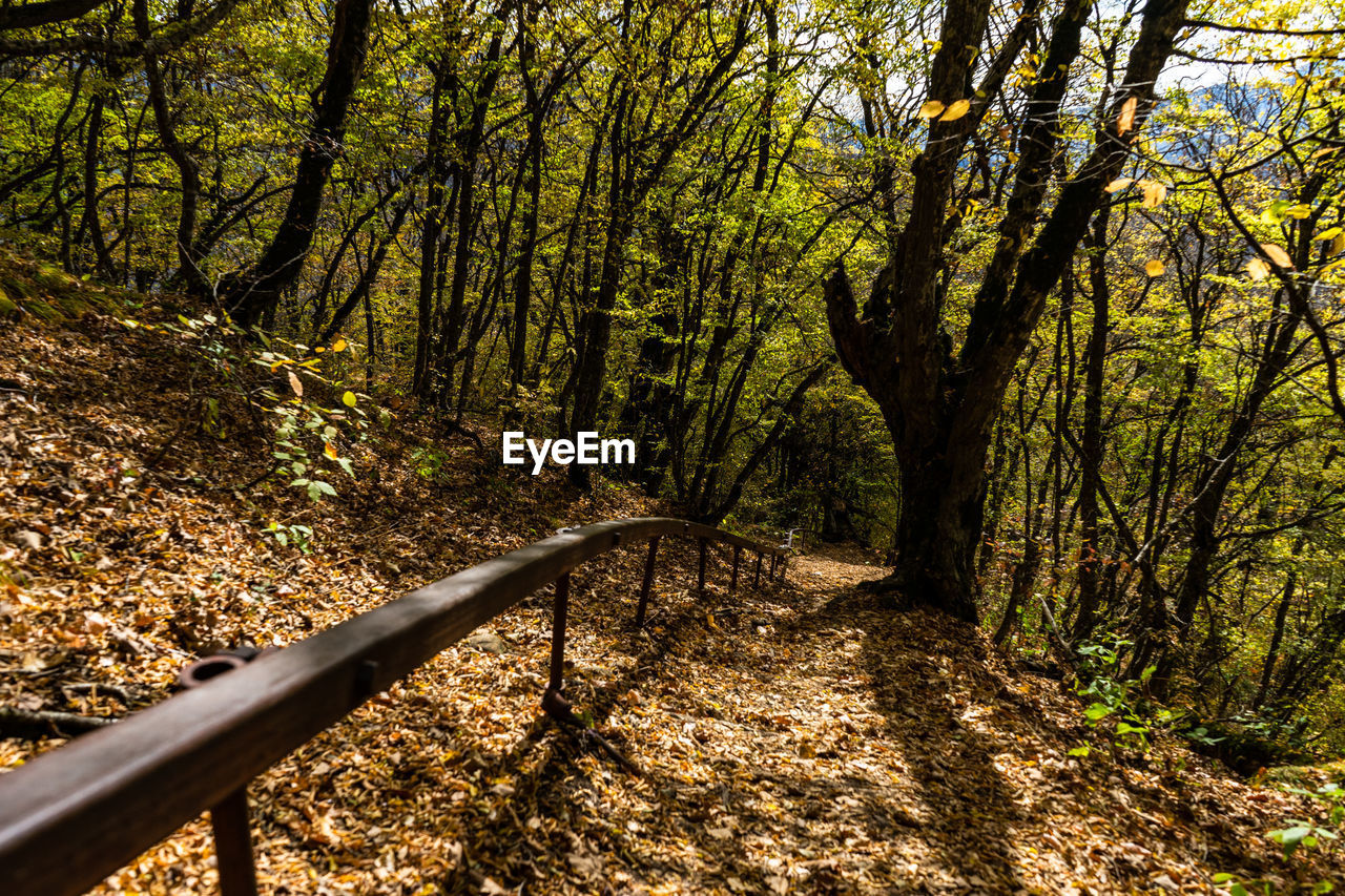 TREES IN A FOREST