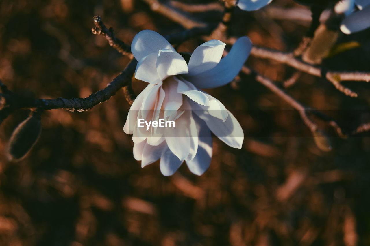 Close-up of white flowers blooming outdoors