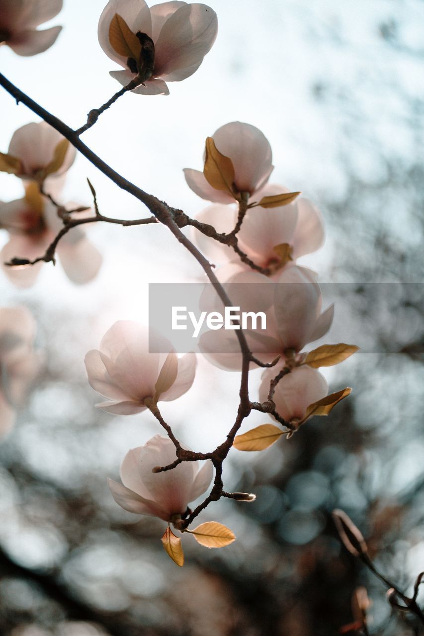 Low angle view of magnolia in spring