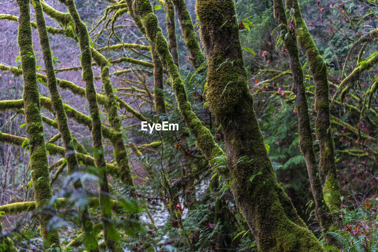 Low angle view of trees growing in forest