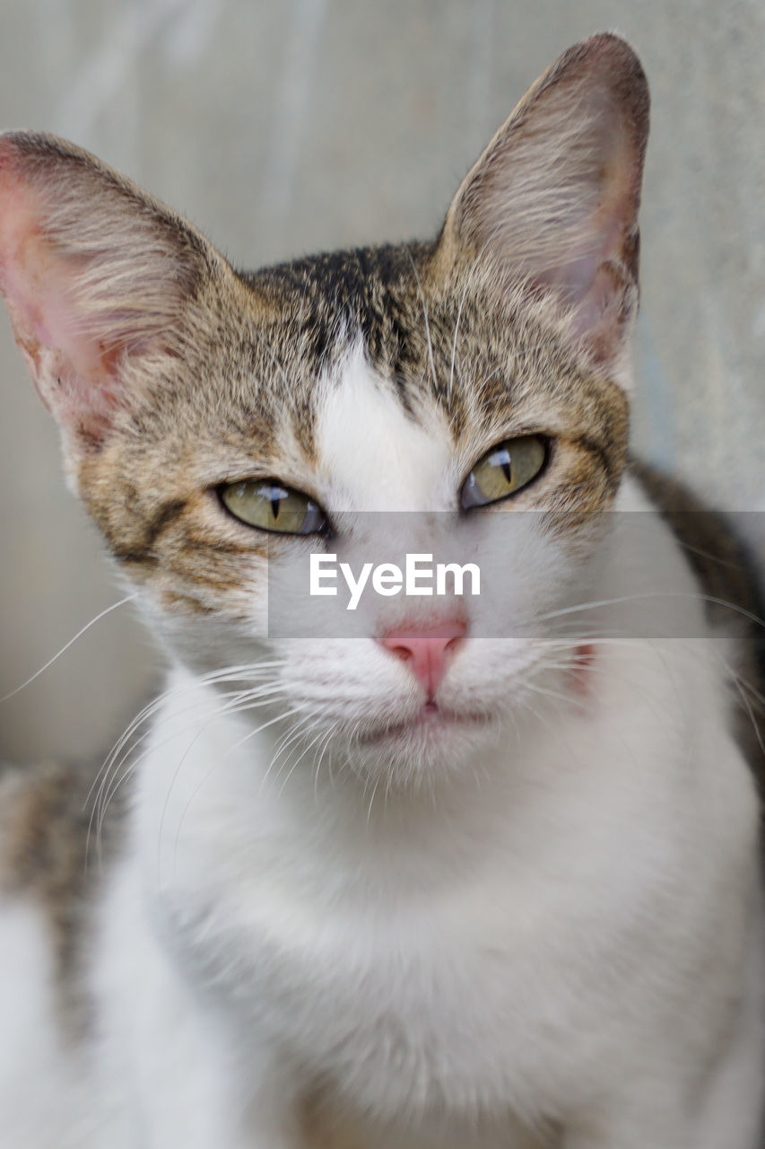 Close-up portrait of a cat