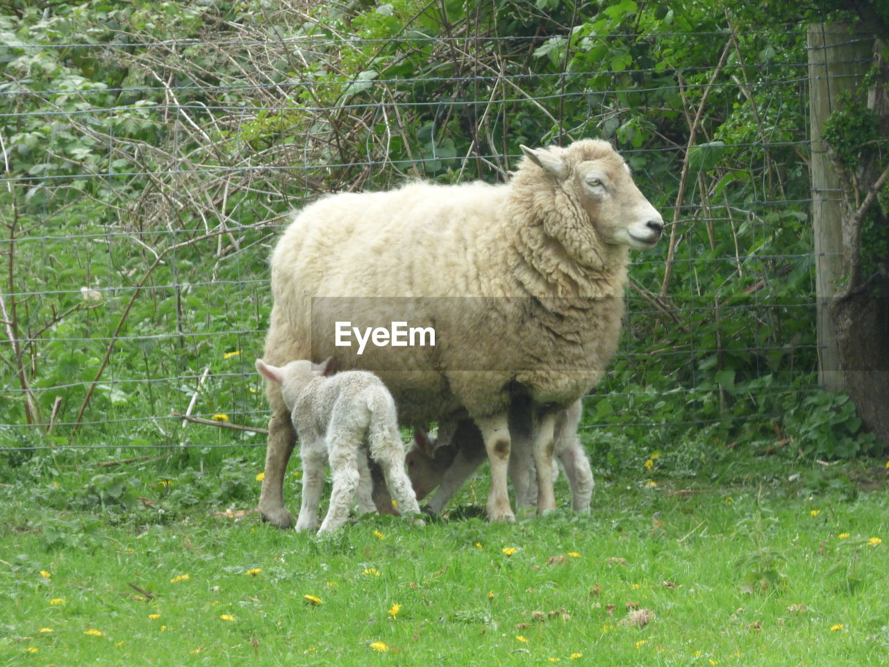 Sheep feeding lambs on field