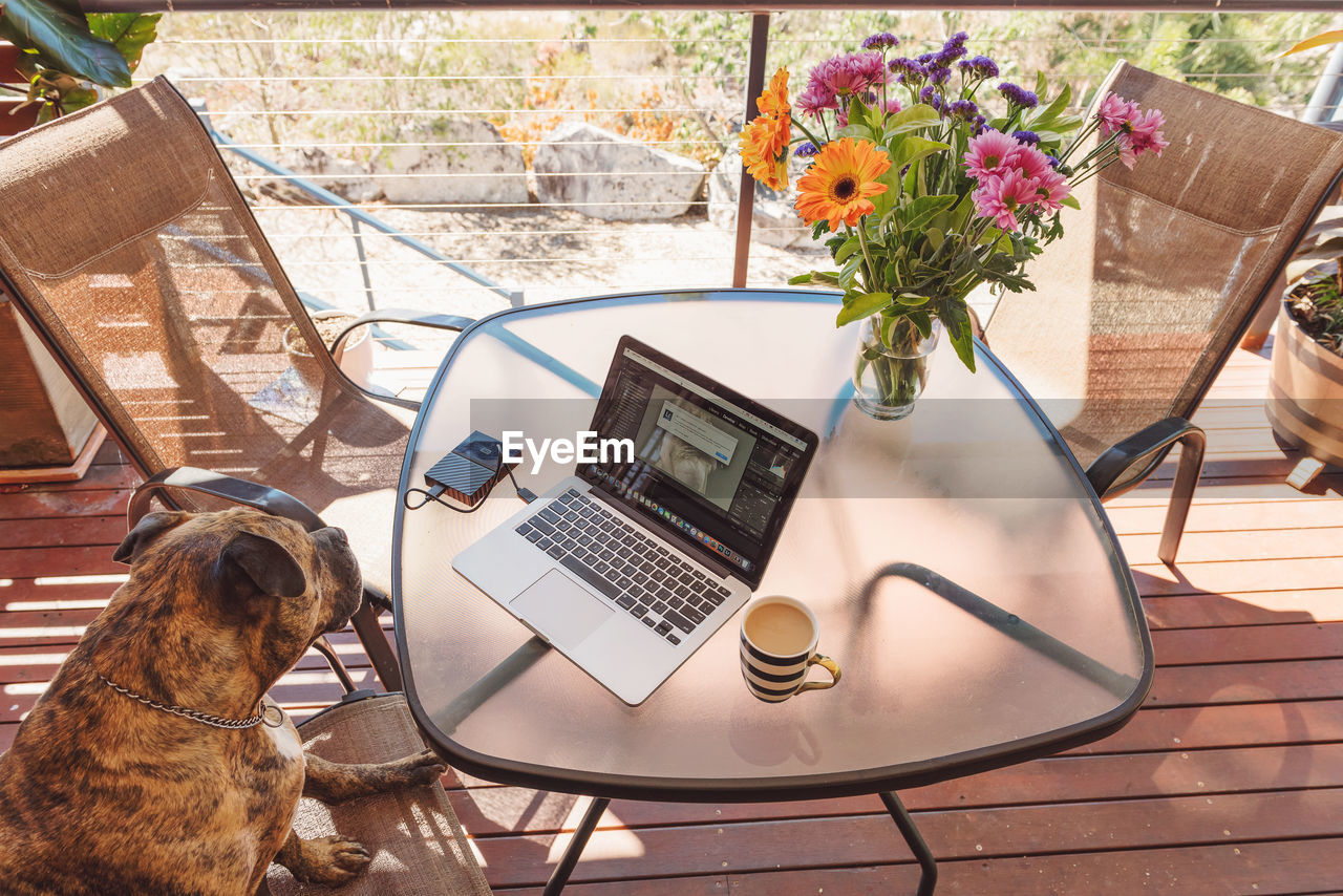 HIGH ANGLE VIEW OF DOG ON TABLE IN RESTAURANT