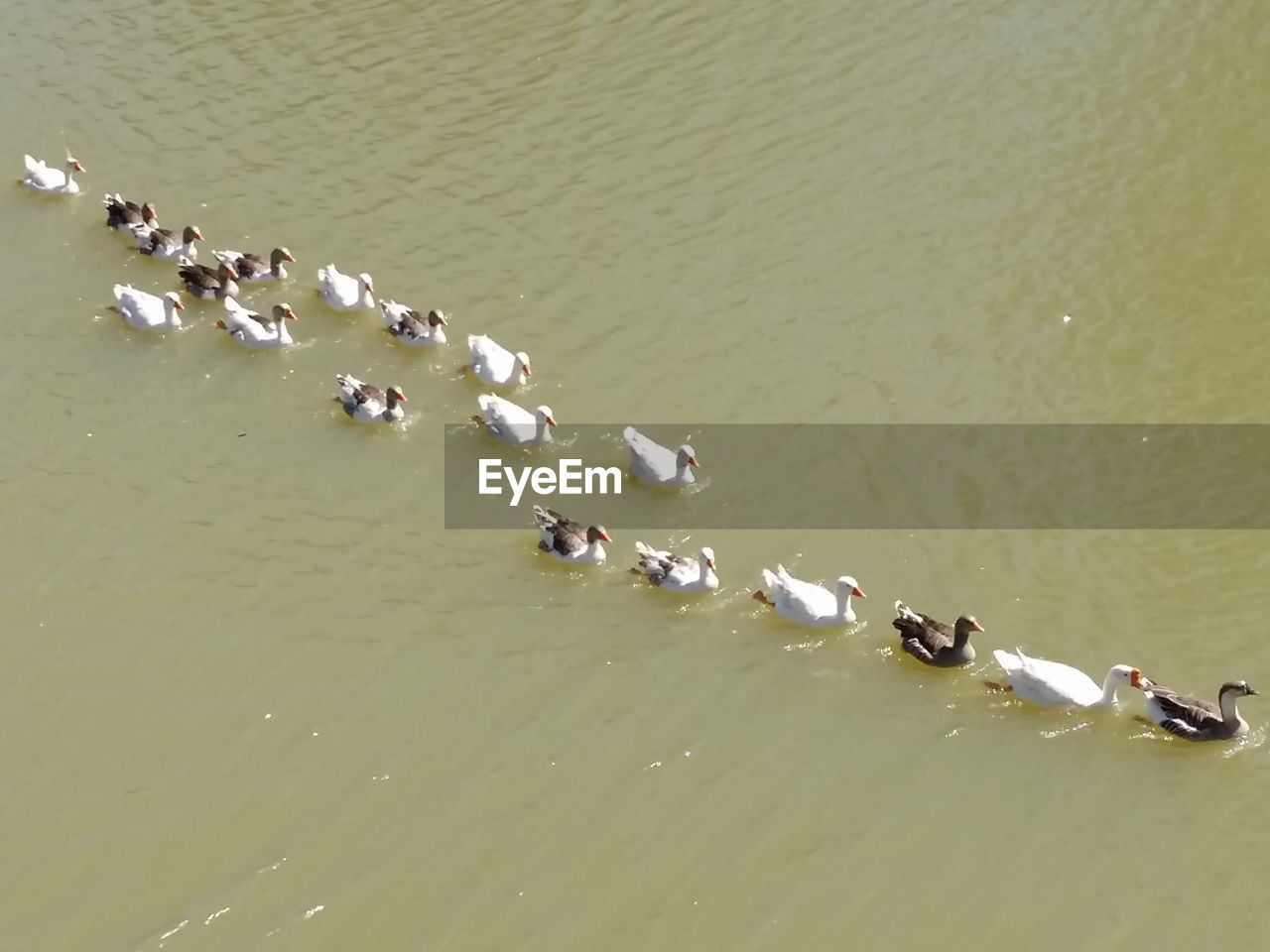 HIGH ANGLE VIEW OF DUCKS SWIMMING IN LAKE