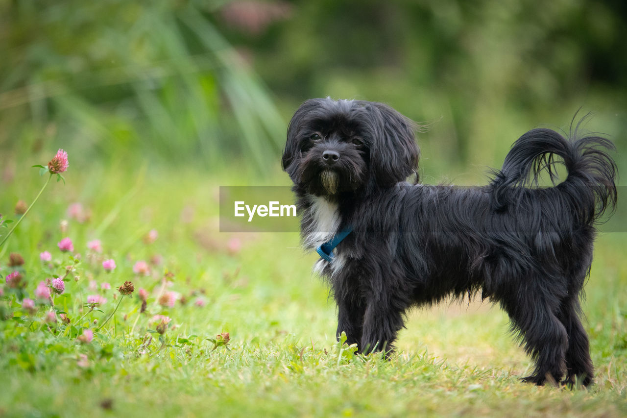 BLACK DOG LOOKING AWAY