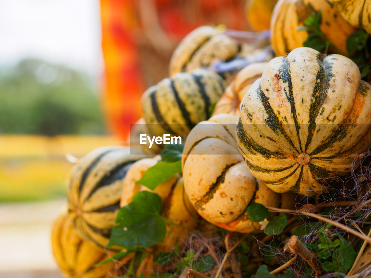 Close-up of pumpkins