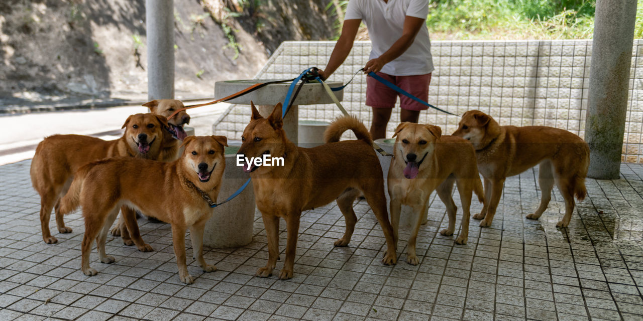 LOW SECTION OF PEOPLE STANDING WITH DOG ON STREET