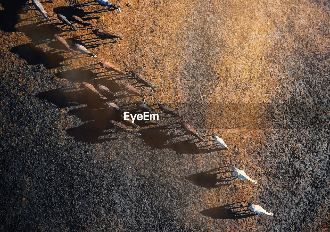 Aerial view of wild horses