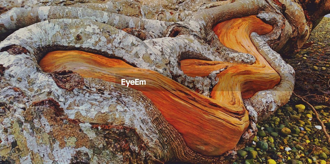 High angle view of tree roots growing