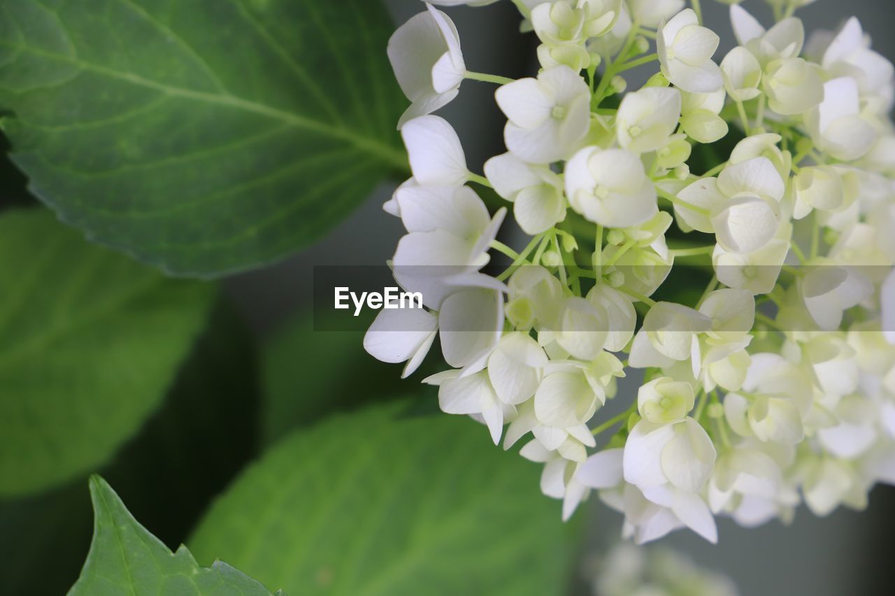 plant, flower, flowering plant, beauty in nature, freshness, plant part, leaf, nature, close-up, fragility, growth, petal, white, flower head, green, inflorescence, lilac, blossom, springtime, no people, outdoors, day, focus on foreground, botany, hydrangea serrata, selective focus, hydrangea