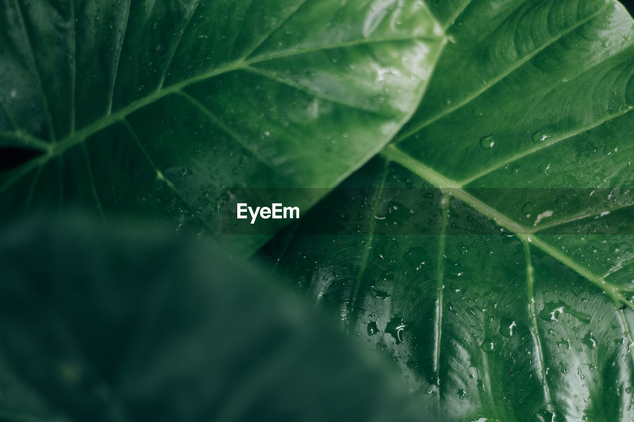 CLOSE-UP OF WET LEAVES ON RAINY DAY