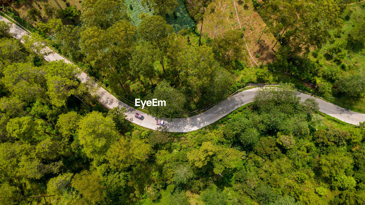 High angle view of trees in forest