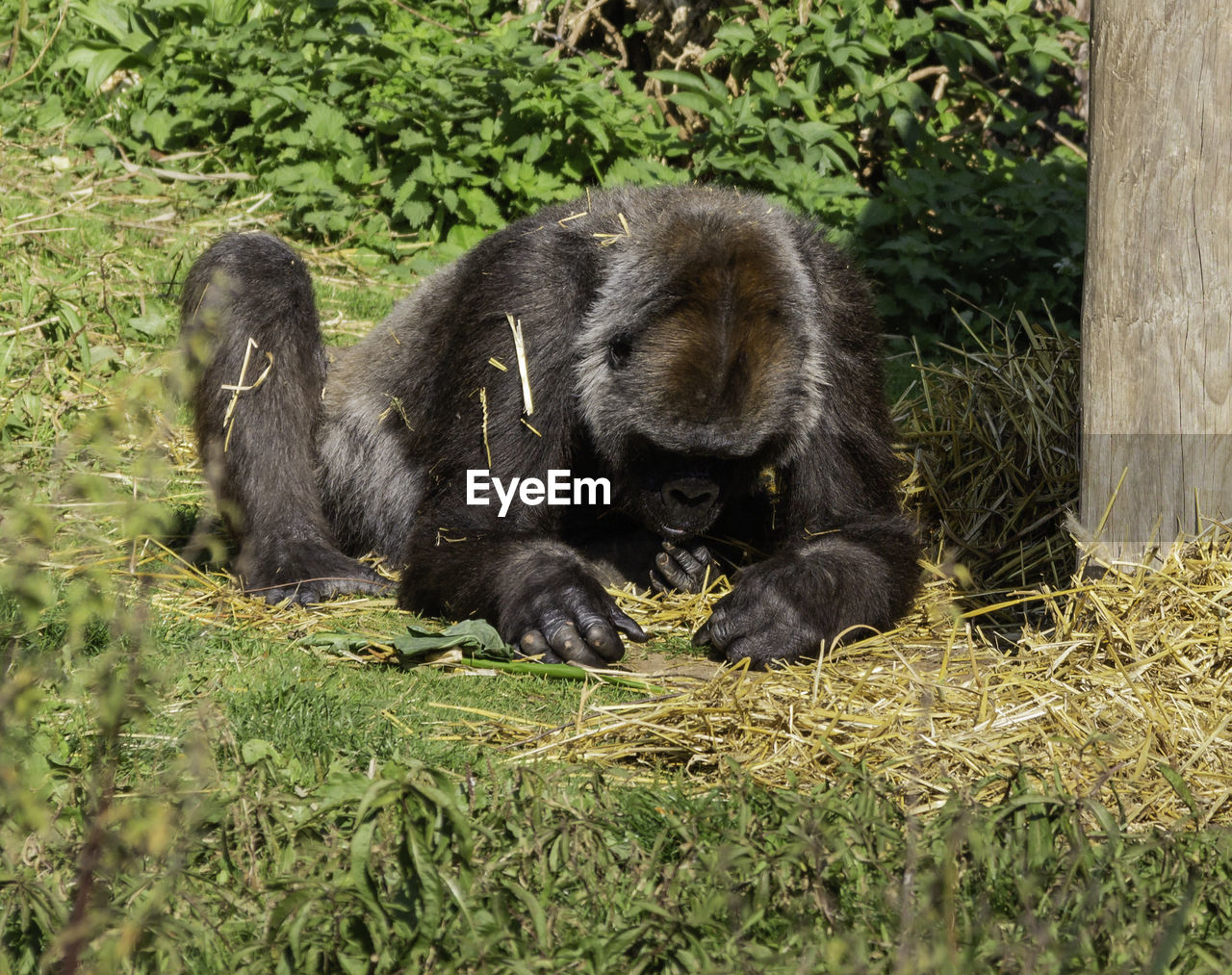 VIEW OF A MONKEY WITH ANIMAL ON GROUND