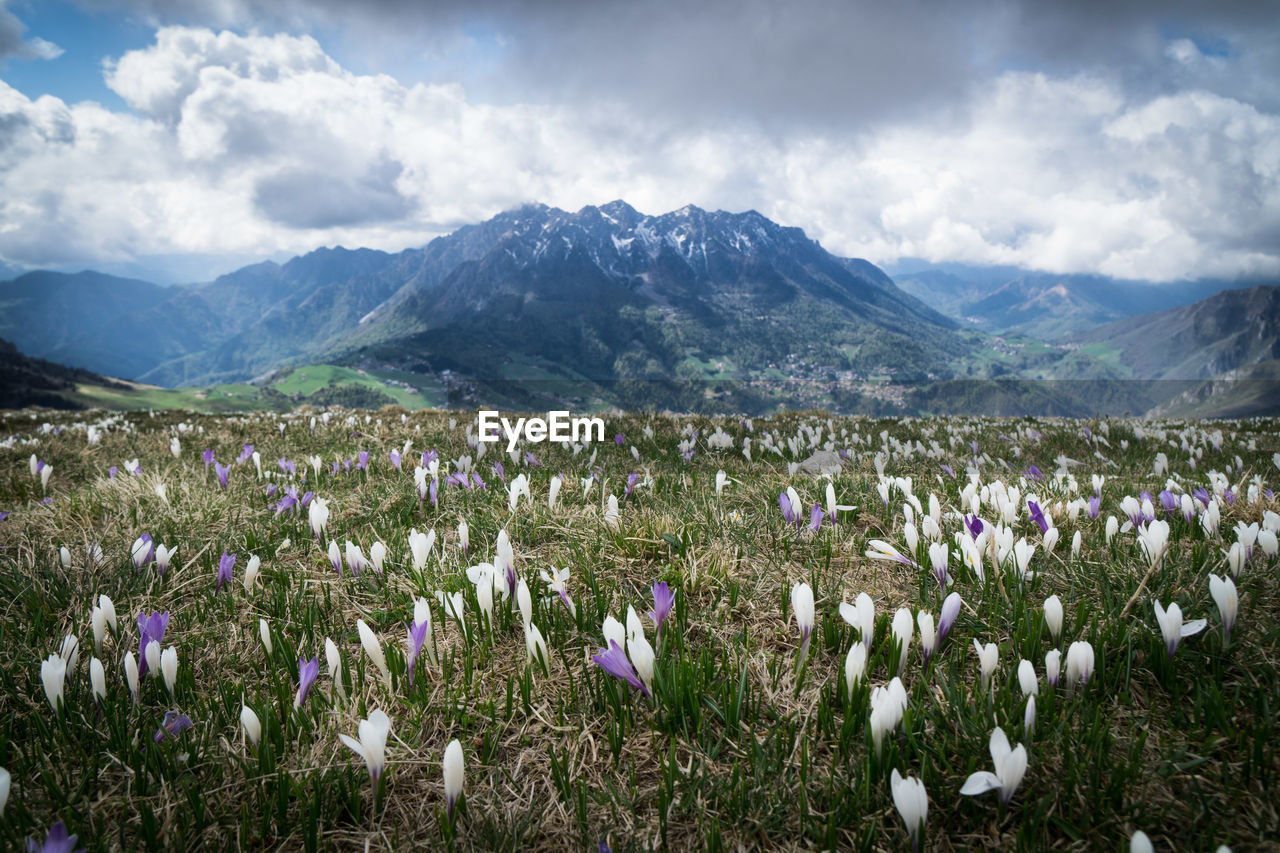 Flowers blooming on field against mountains