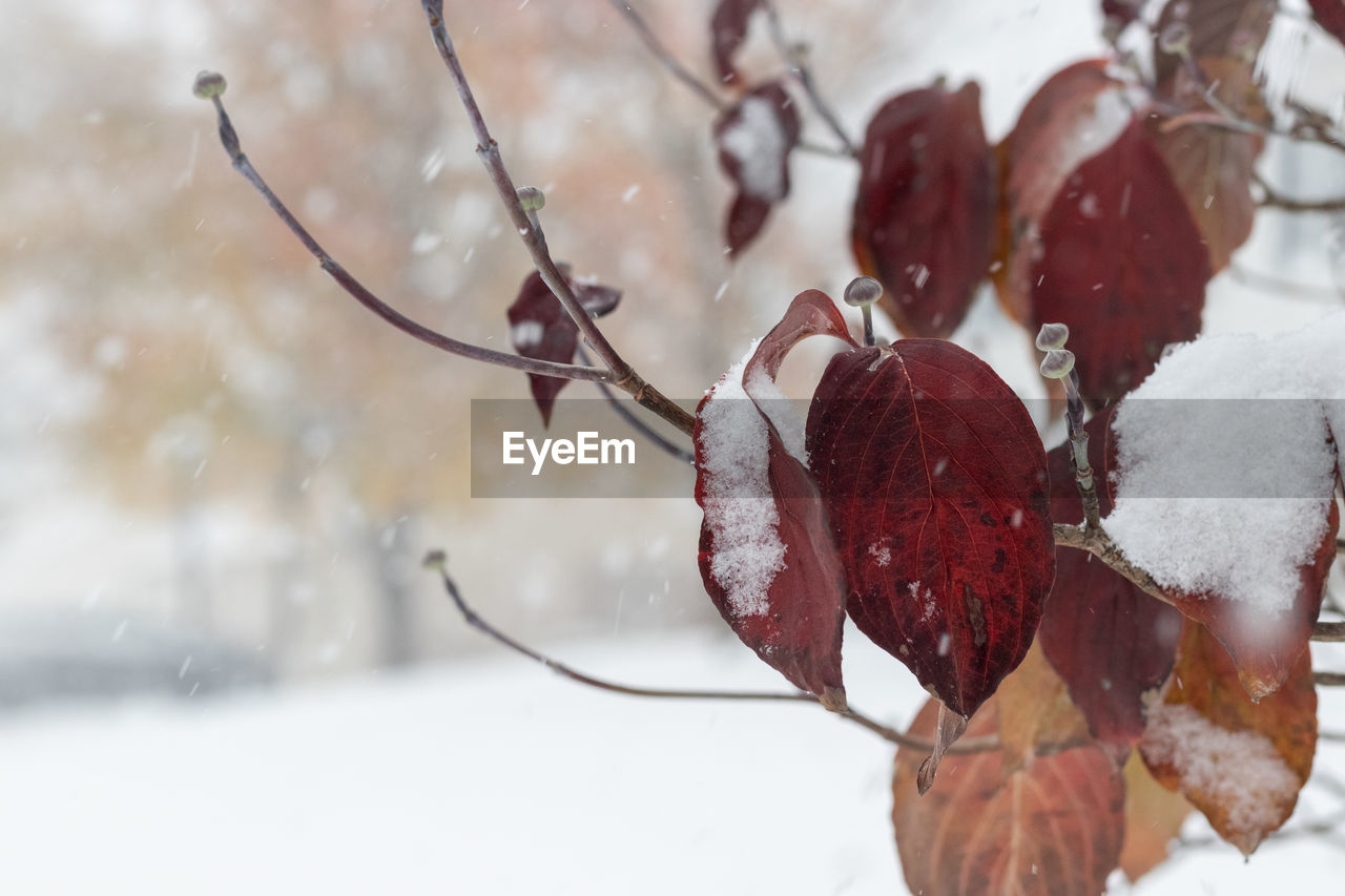 CLOSE-UP OF FROZEN PLANT ON SNOW