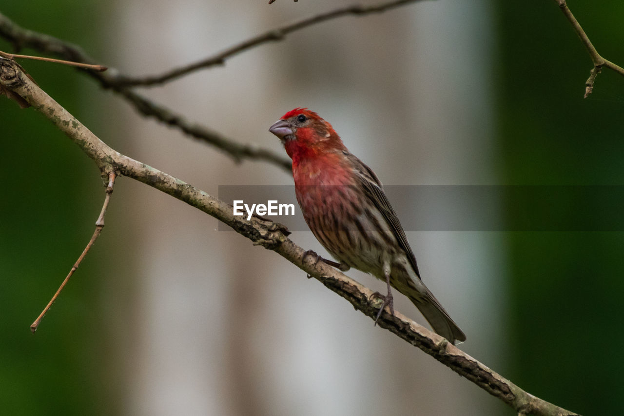 CLOSE-UP OF BIRD PERCHING ON TREE