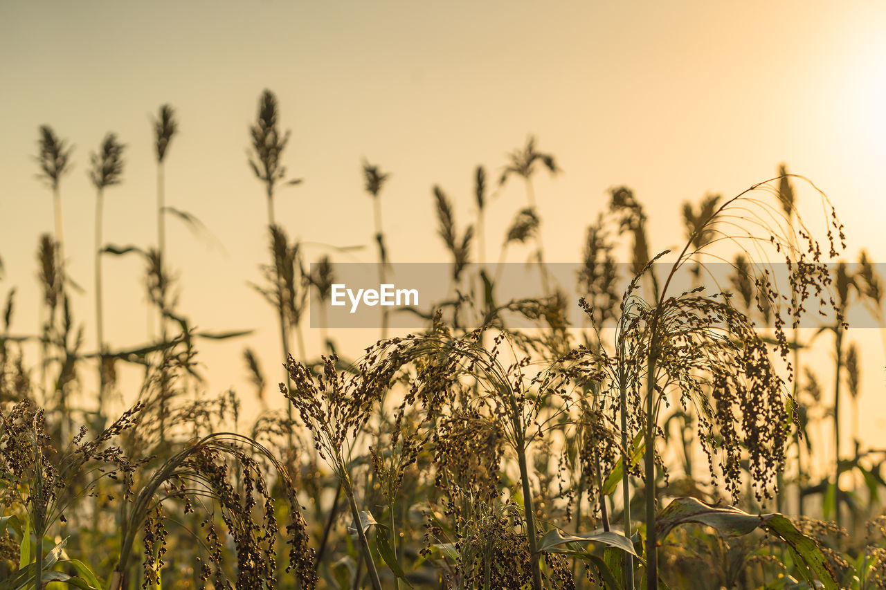 Close-up of crops growing on field against sky