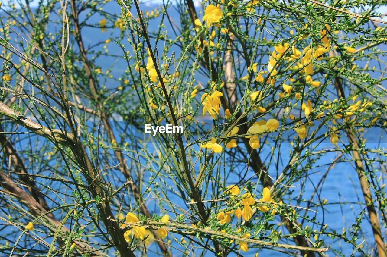 Low angle view of yellow flowers against blue sky