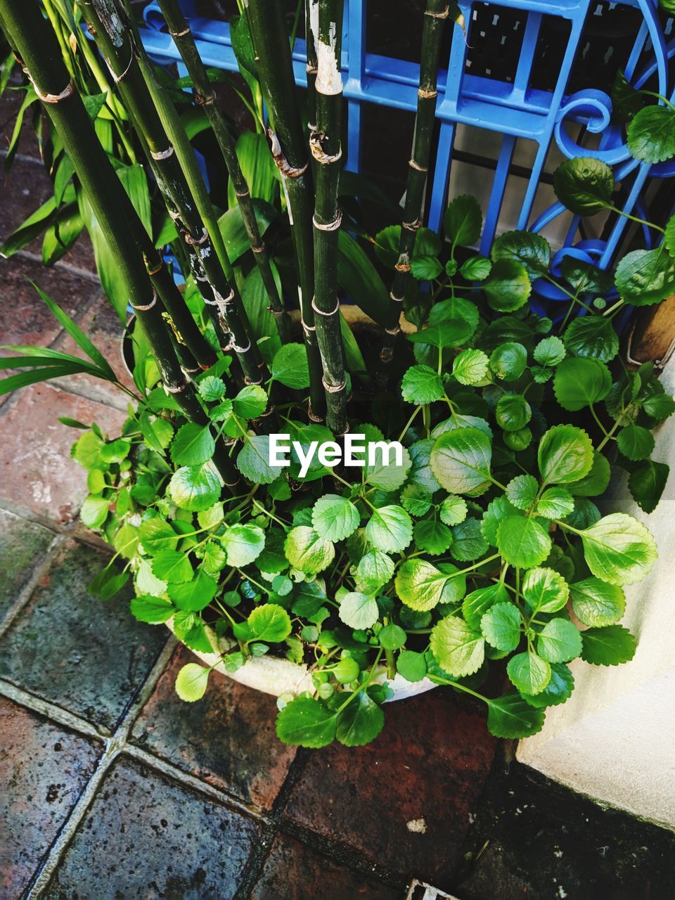 HIGH ANGLE VIEW OF POTTED PLANT ON FIELD