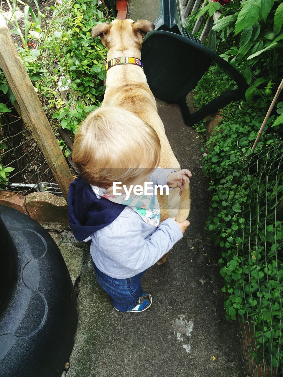 High angle view of boy holding dog tail at yard