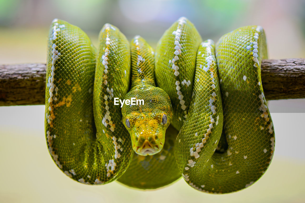 green, snake, animal themes, animal, macro photography, close-up, yellow, reptile, one animal, animal wildlife, nature, wildlife, no people, tree, serpent, focus on foreground, animal body part, leaf, plant, boa, outdoors, curled up, branch, day, environment, plant stem, rainforest