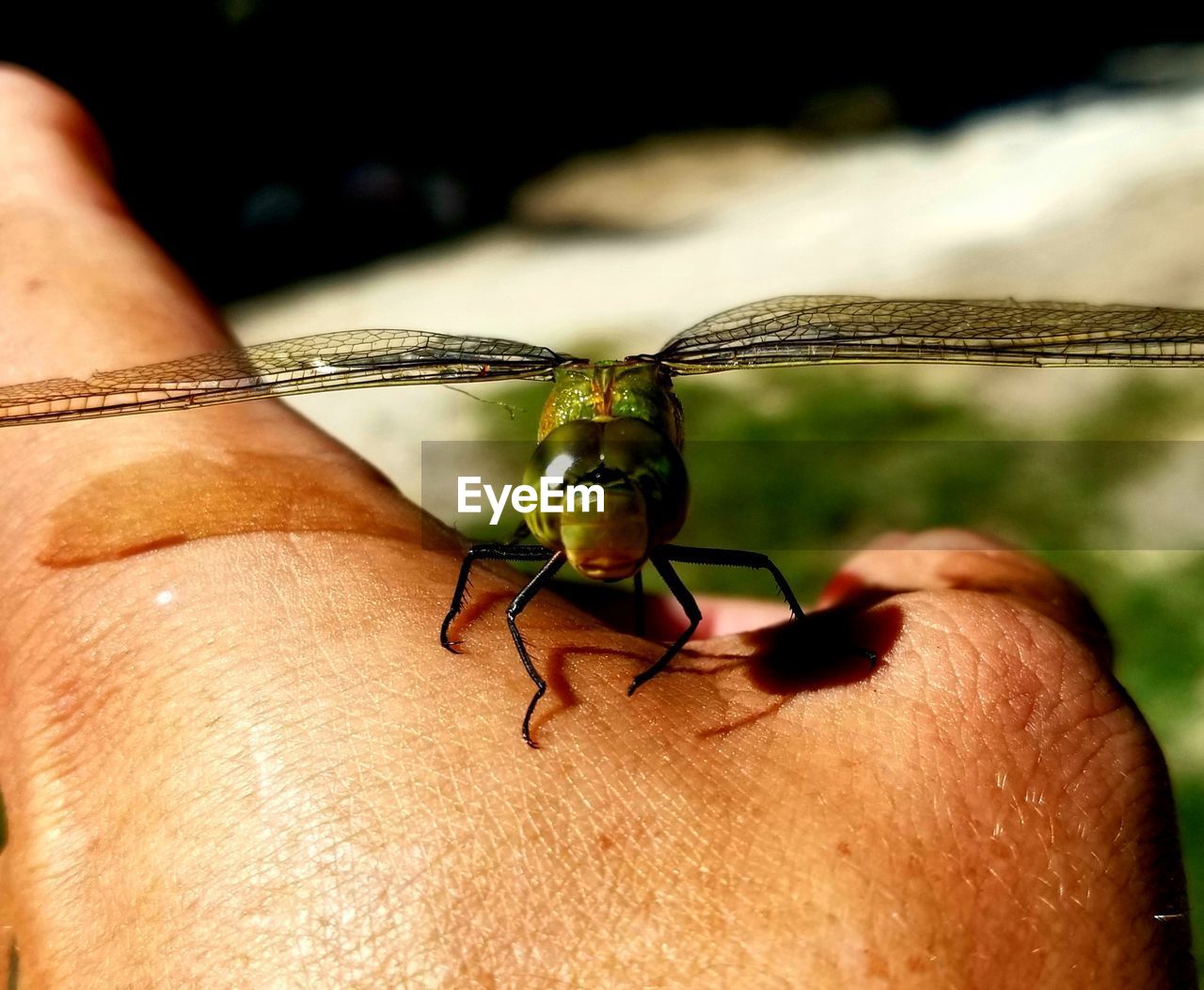 Close-up of hand holding insect