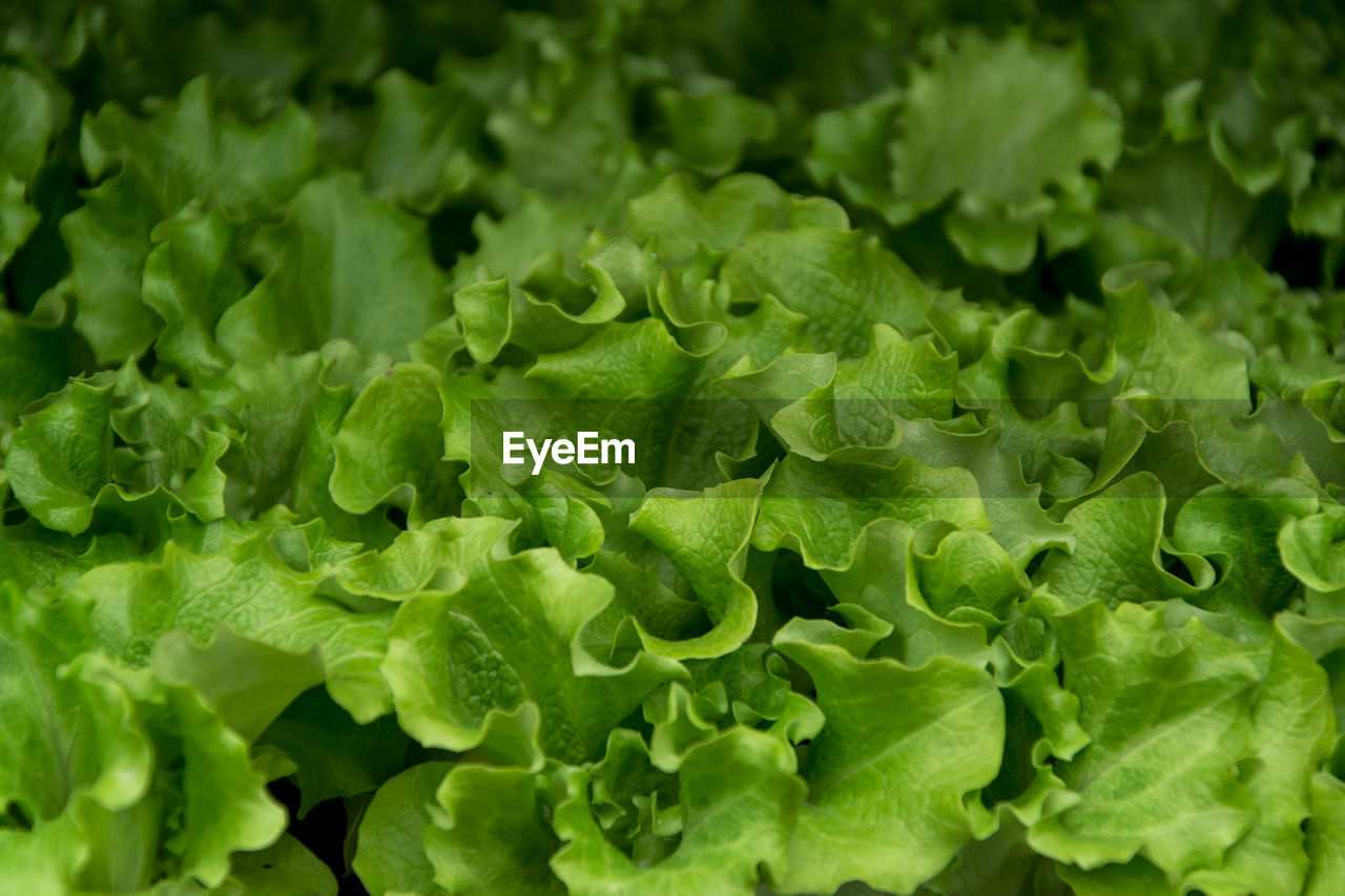 FULL FRAME SHOT OF GREEN PLANT